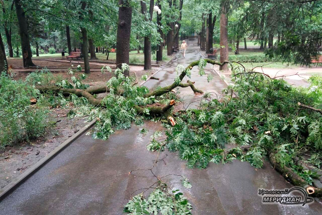 Кисловодск улица поваленное дерево ветер