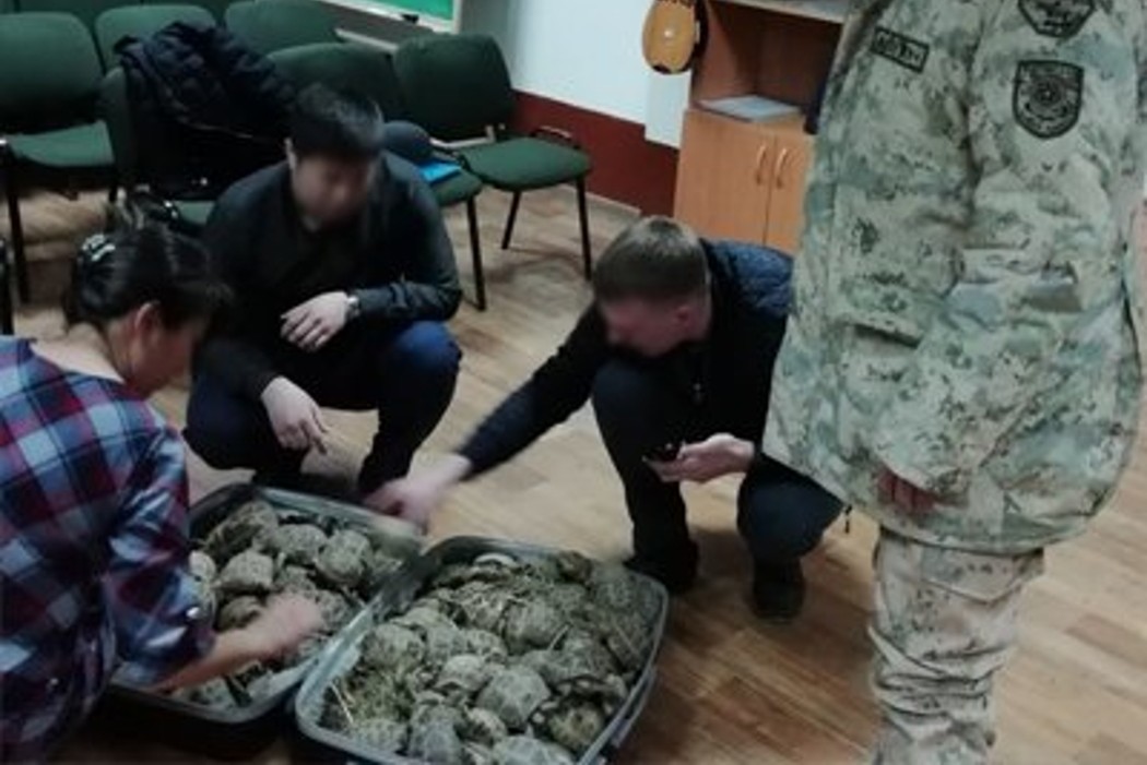 Мужчина пытался перевезти в Челябинск 131 живую черепаху в чемодане