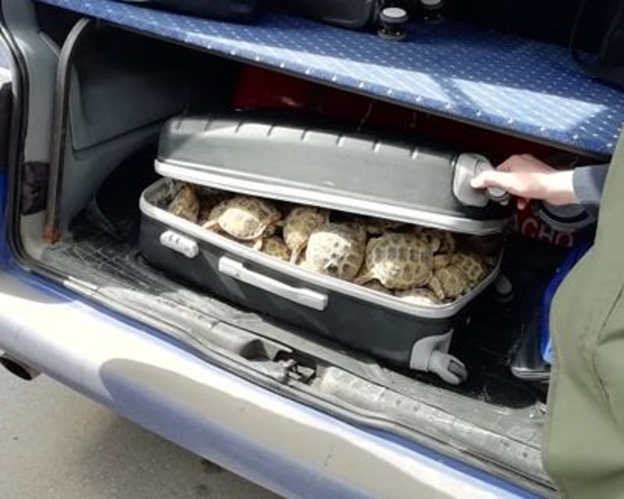 Мужчина пытался перевезти в Челябинск 131 живую черепаху в чемодане