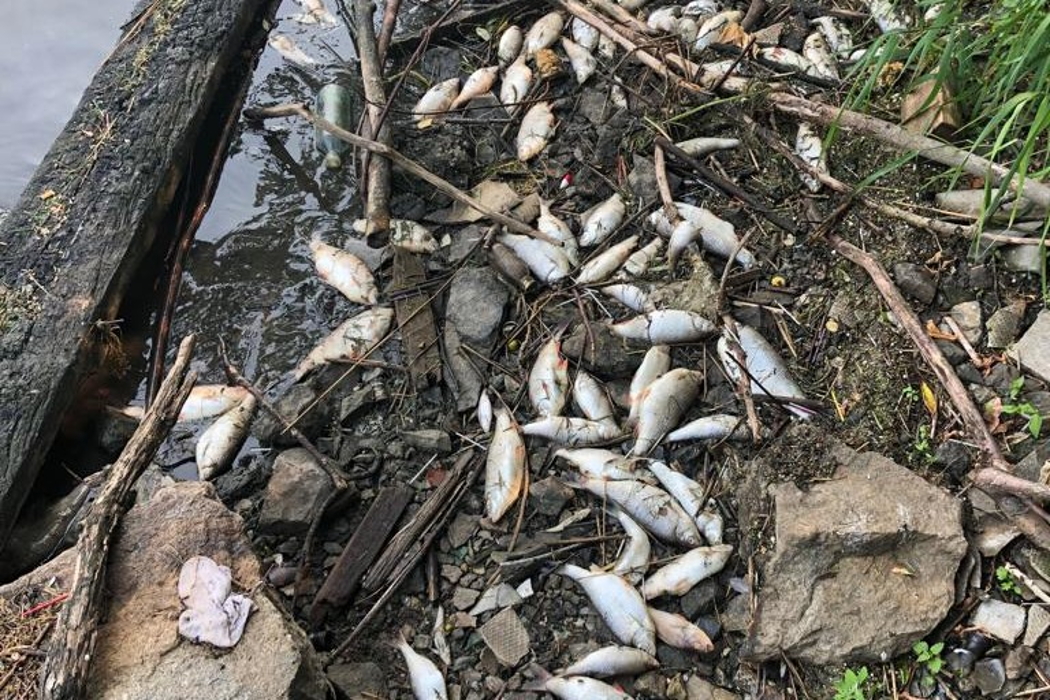 Под Екатеринбургом в акватории реки Исеть массово гибнет рыба