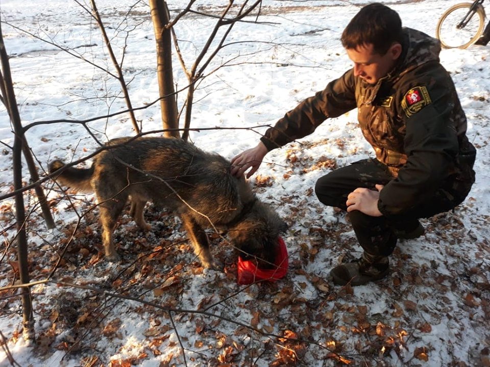 В Екатеринбурге собаку цепью приковали к дереву и оставили умирать