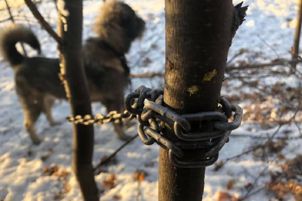 Запуталась цепь. Цепная собака. Собака на привязи. Собака на цепи. Цепь для собаки на дерево.