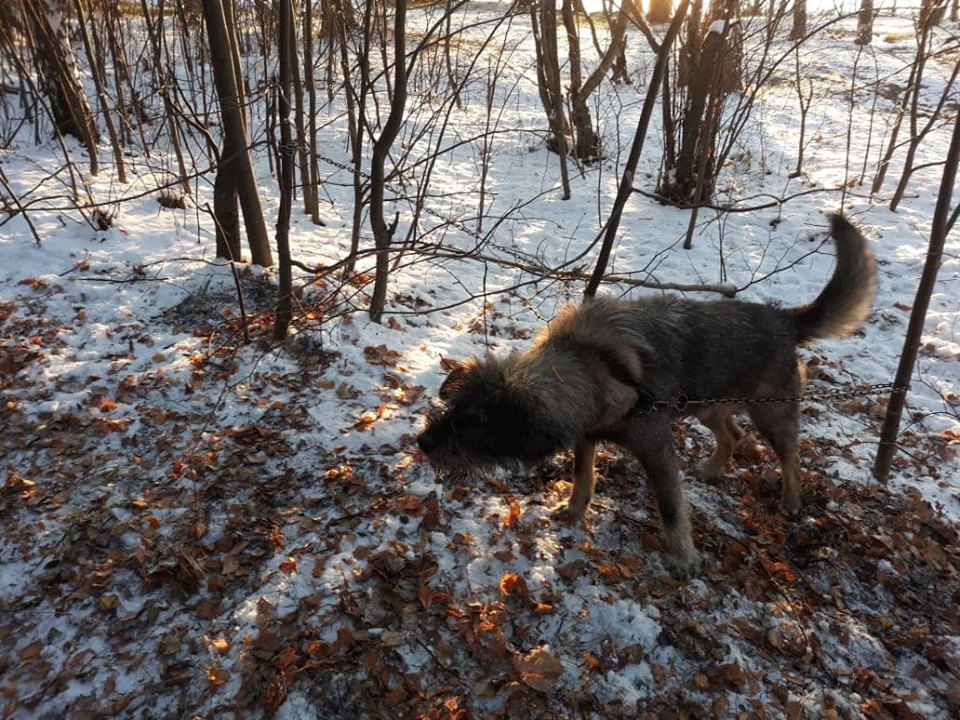 В Екатеринбурге собаку цепью приковали к дереву и оставили умирать