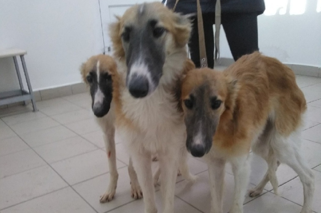 В Тюмени выхаживают брошенных борзых собак и ищут им новых хозяев