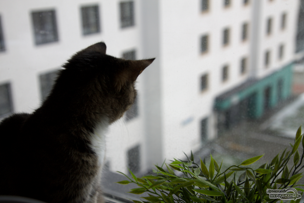 Кошка смотрит в окно