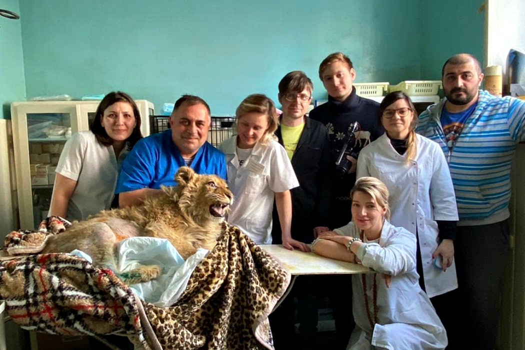 В Челябинске прооперировали спасённого львенка Симбу