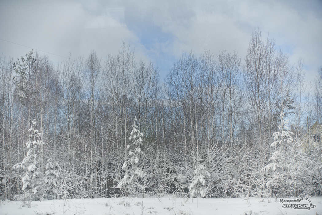 снег деревья