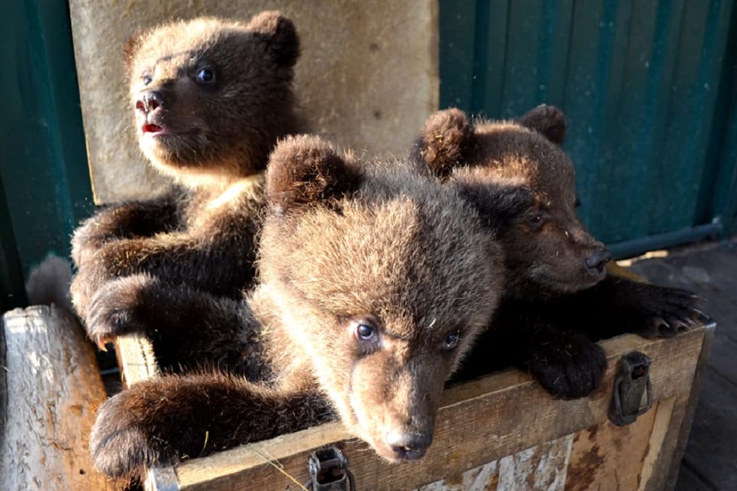 В Челябинске ветеринар приютил у себя трёх медвежат-сирот из Югры