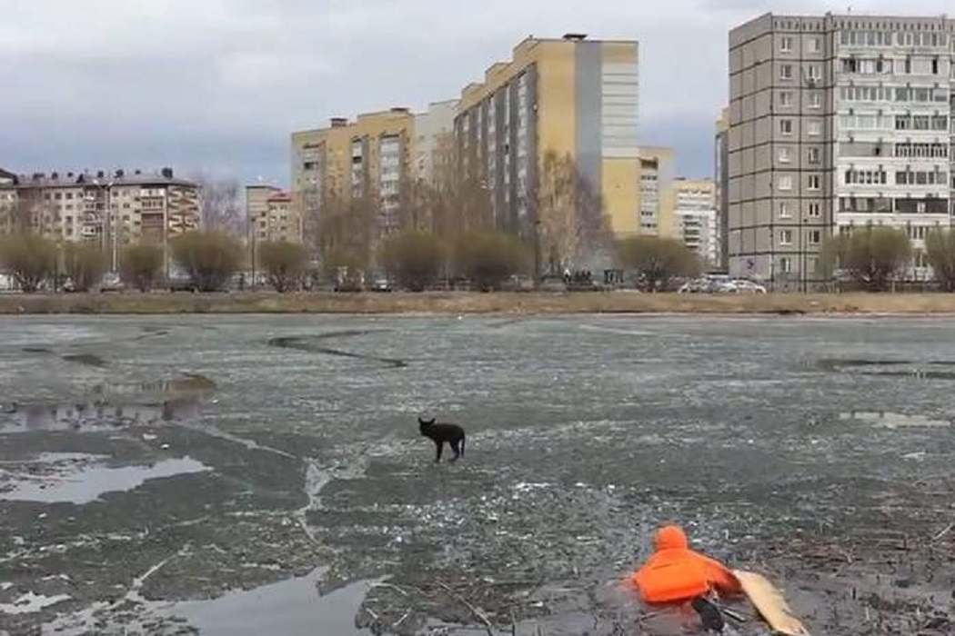 В Тюмени спасли щенка, который чуть не провалился под лёд 1