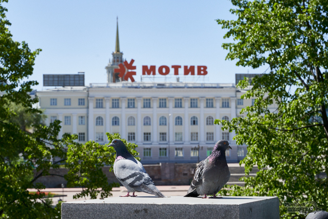 голуби мотив Екатеринбург