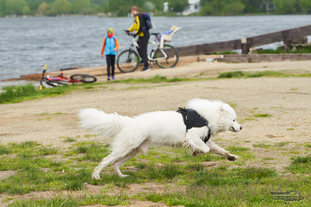 собака люди озеро велосипед