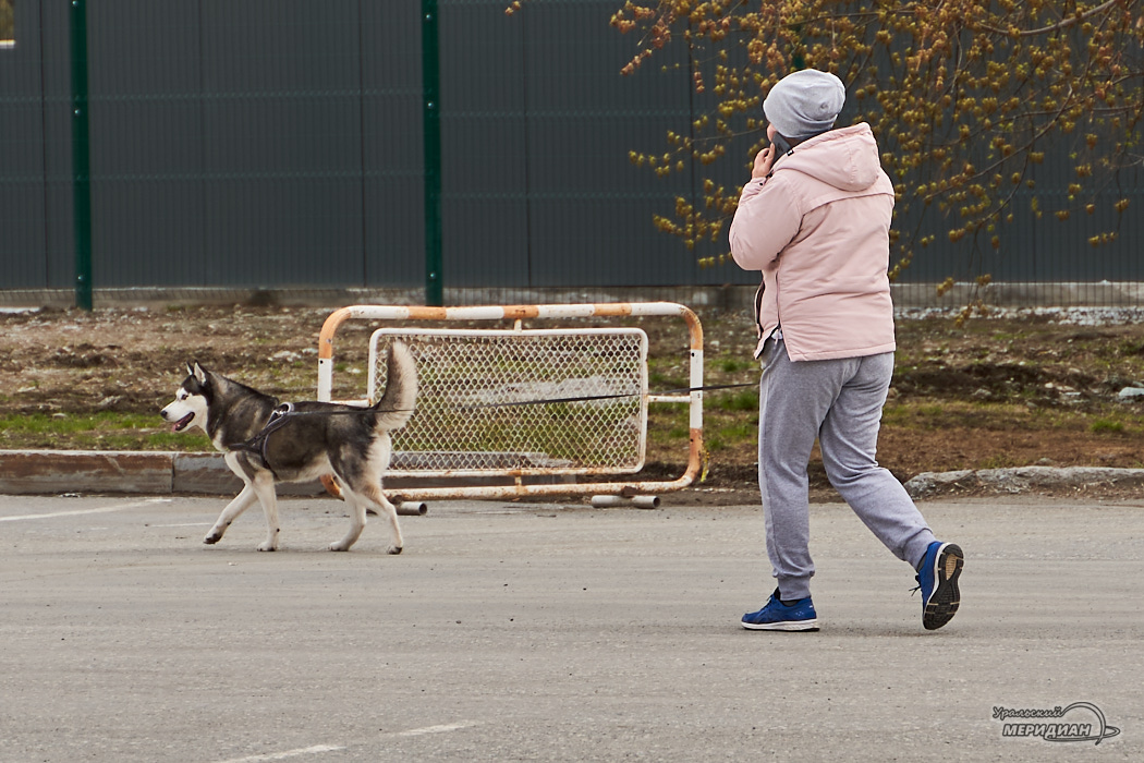 женщина пешеход собака прогулка