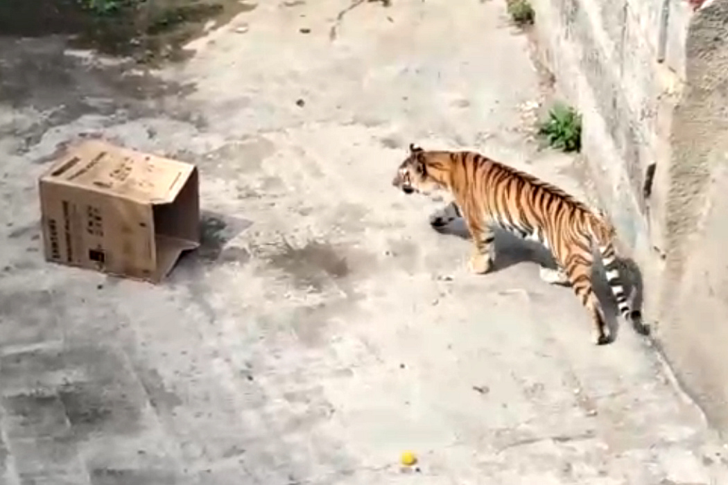 Паре амурских тигров из Челябинска подарили ароматные коробки