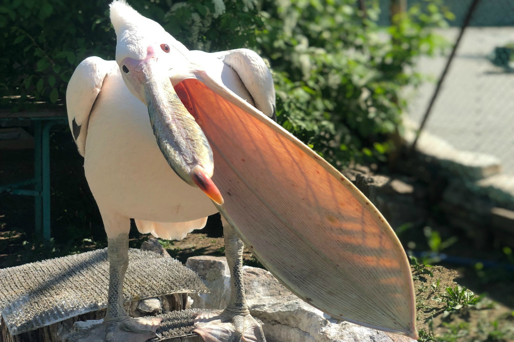 Посетители челябинского зоопарка зажали розовому пеликану клюв