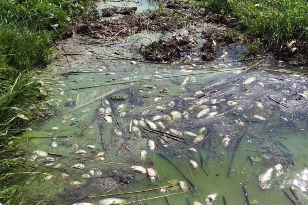 Причиной гибели рыбы в озере Андреевском могли стать водоросли