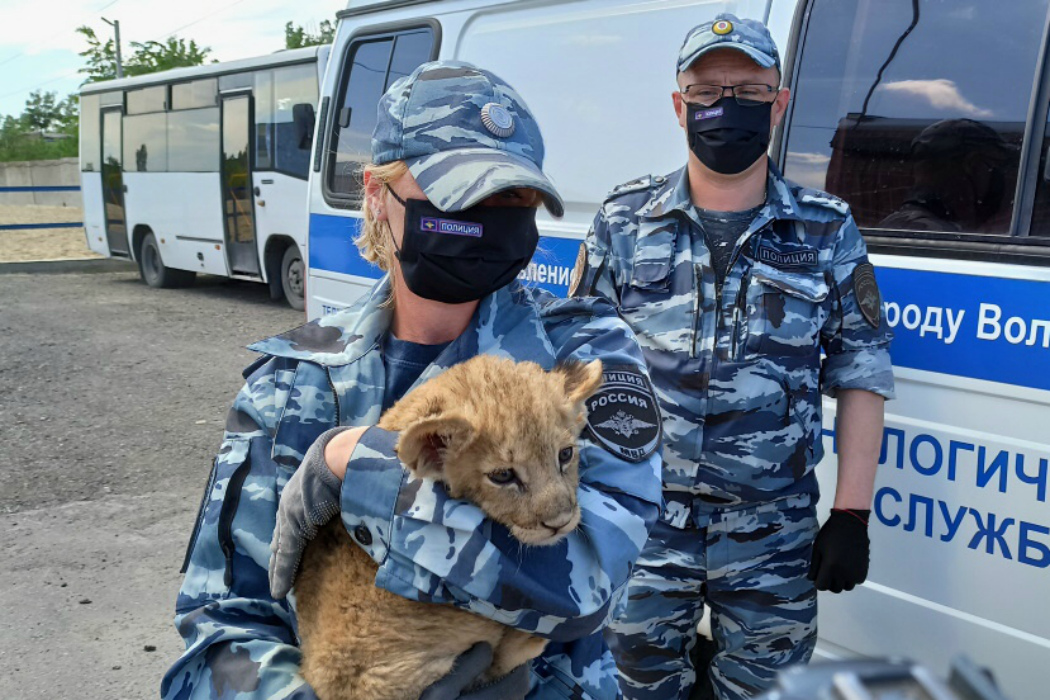 В Челябинске Карен Даллакян ждёт ещё одного покалеченного львёнка