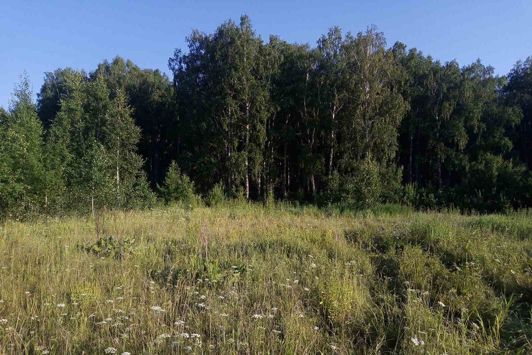 В Заводоуковском районе в лесу нашли тело женщины