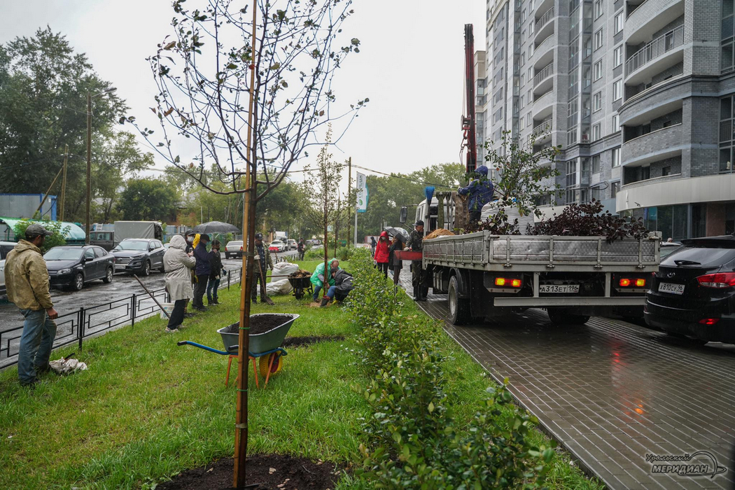 Екатеринбург озеленение деревья кустарник посадка