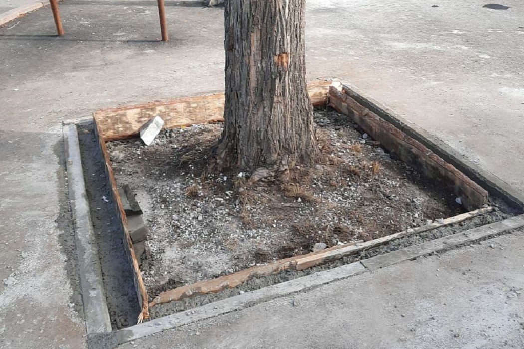 В Екатеринбурге деревья на Уралмаше освободили от асфальта