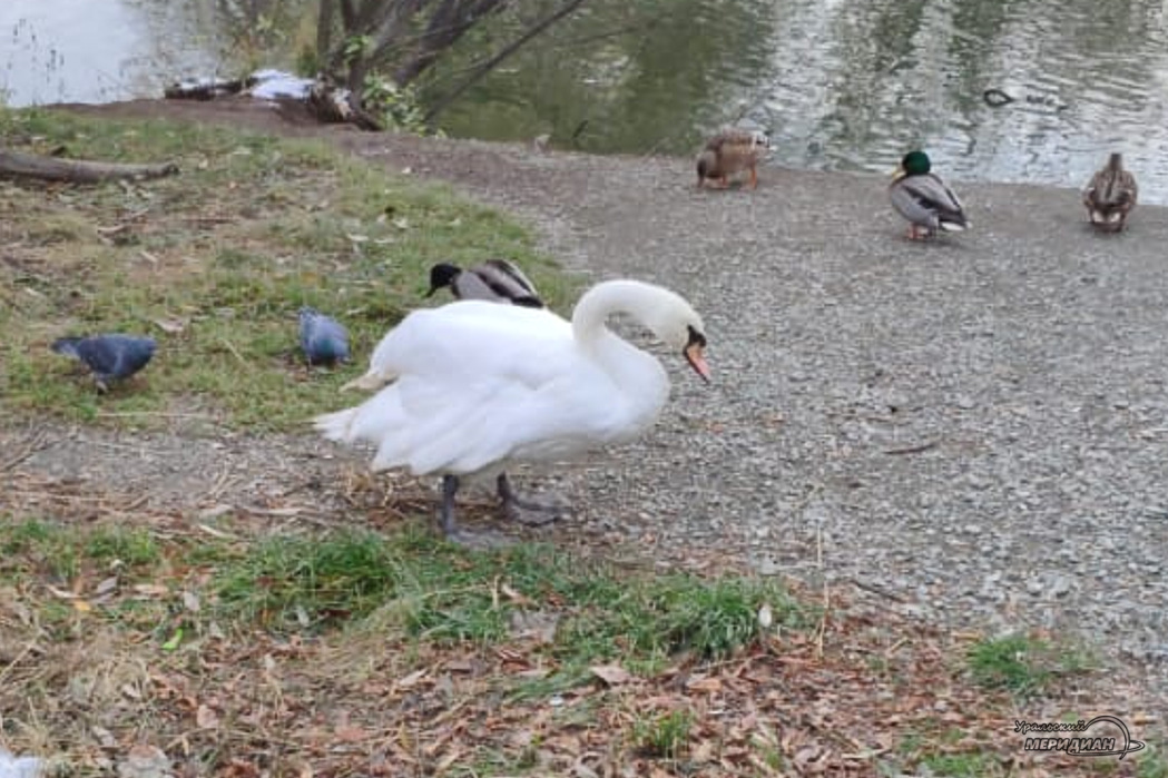 В Екатеринбурге в парке Маяковского заметили хромого лебедя