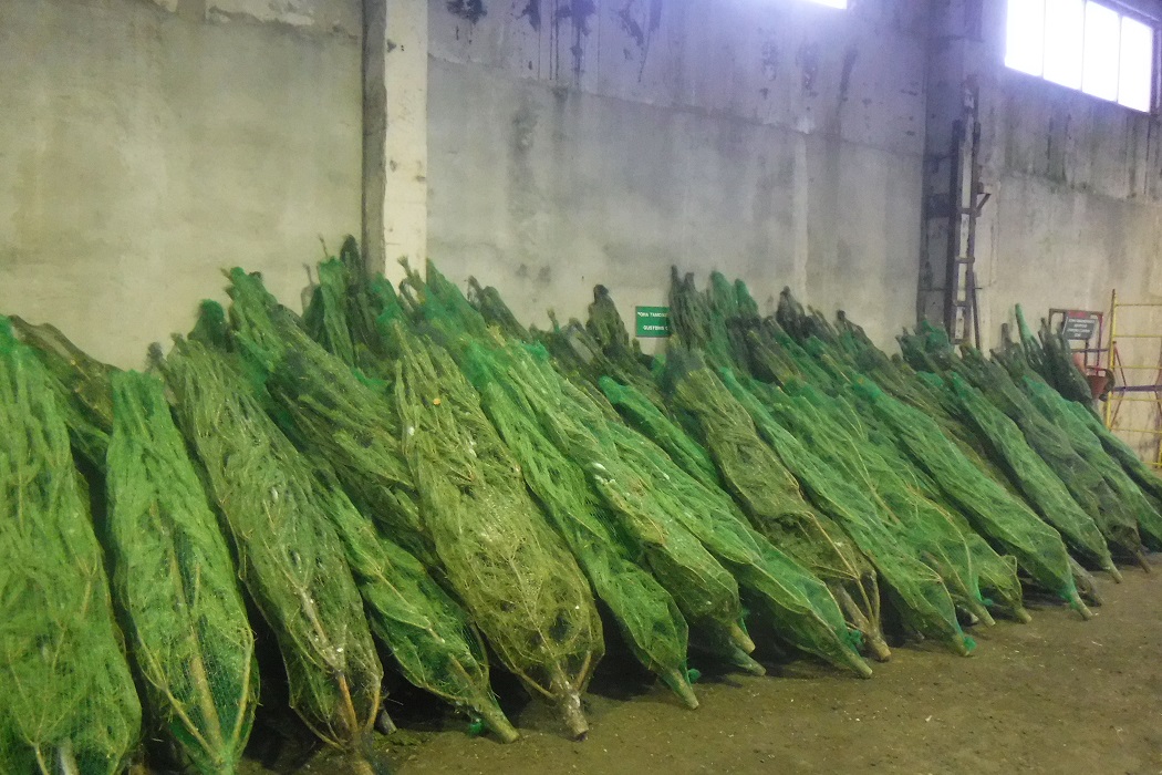 Тюменские таможенники изъяли 6 тонн новогодних елок