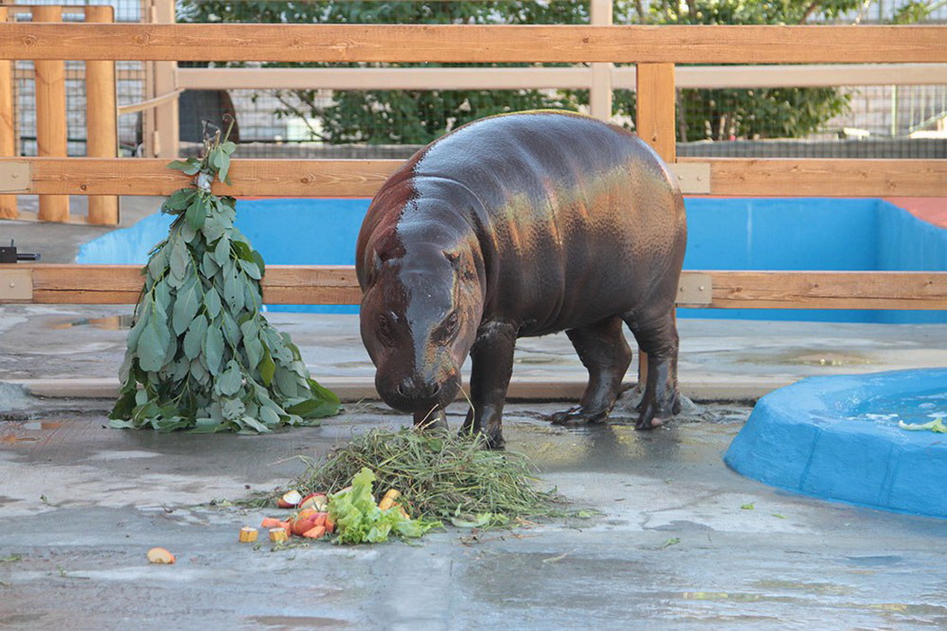 В Екатеринбургском зоопарке выбрали живых симвоволов года