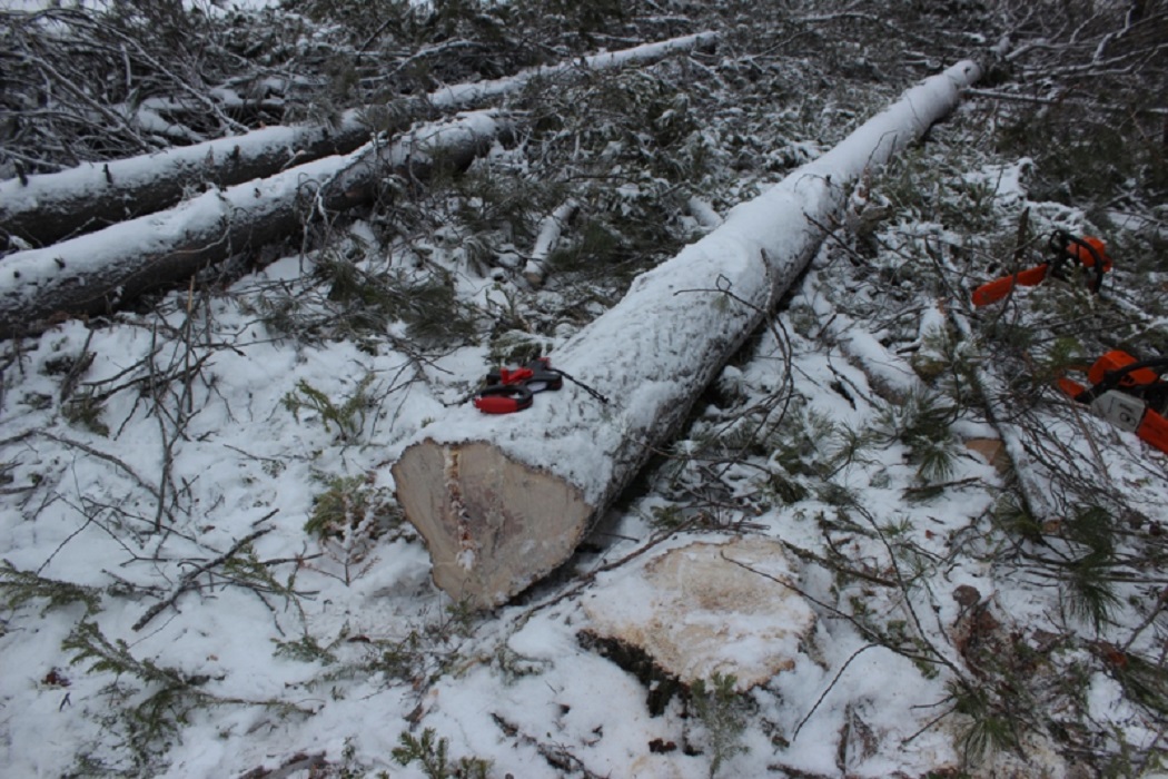 Екатеринбуржцу грозит срок за незаконную рубку леса в Тюменской области 1