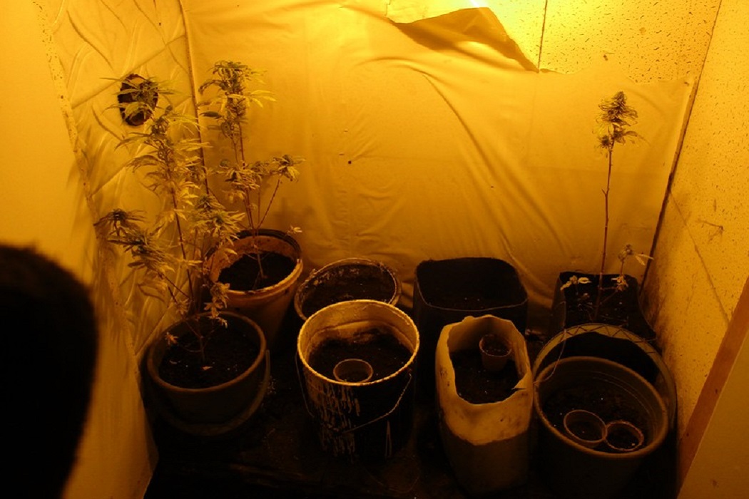 Житель Нижнего Тагила выращивал марихуану под одеялом в гараже