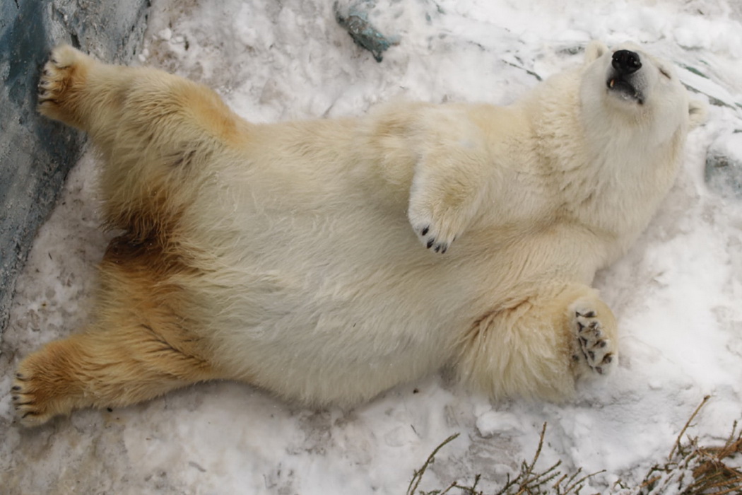 В екатеринбургском зоопарке медведь Умка празднует 25-летие