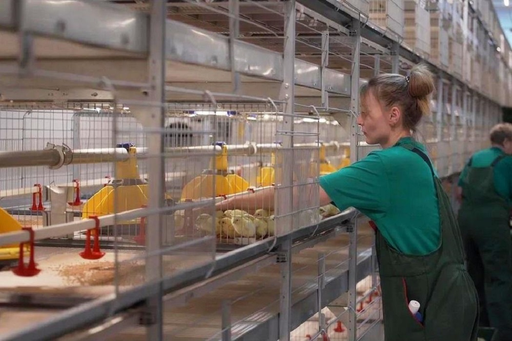На голышмановской птицефабрике Рускома вывели первых цыплят-бройлеров
