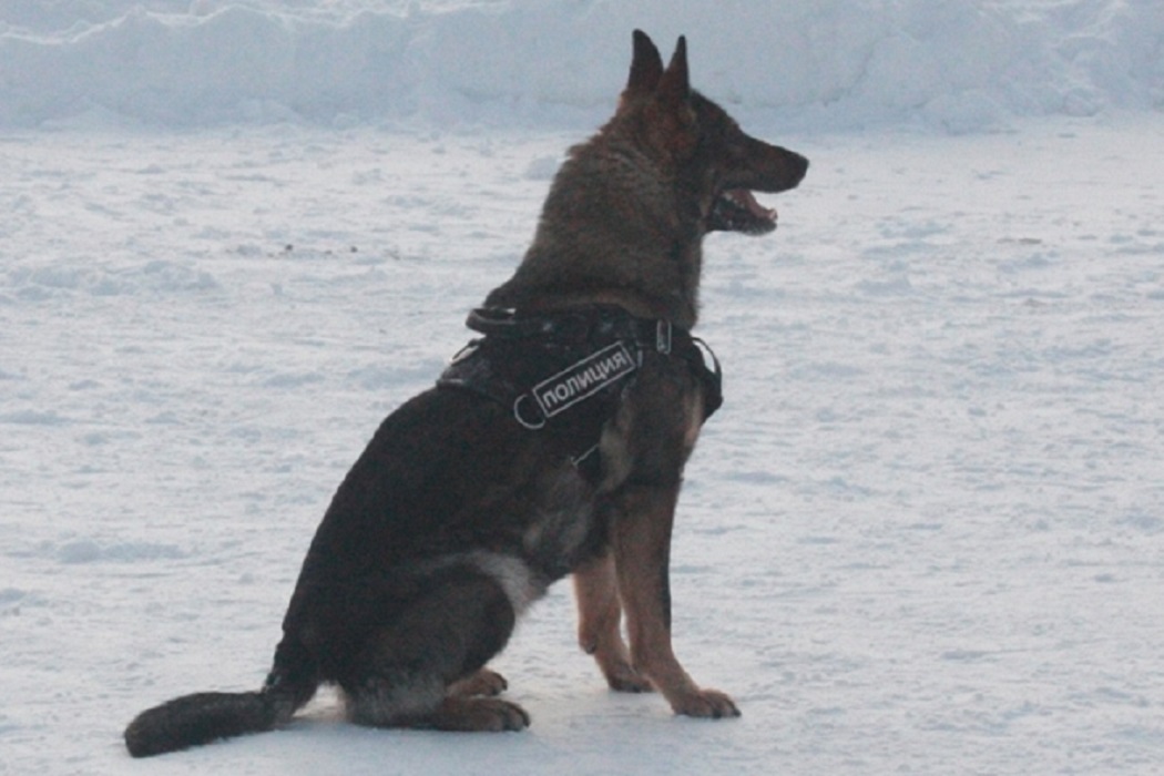 На Урале служебные собаки помогли раскрыть 1283 преступления