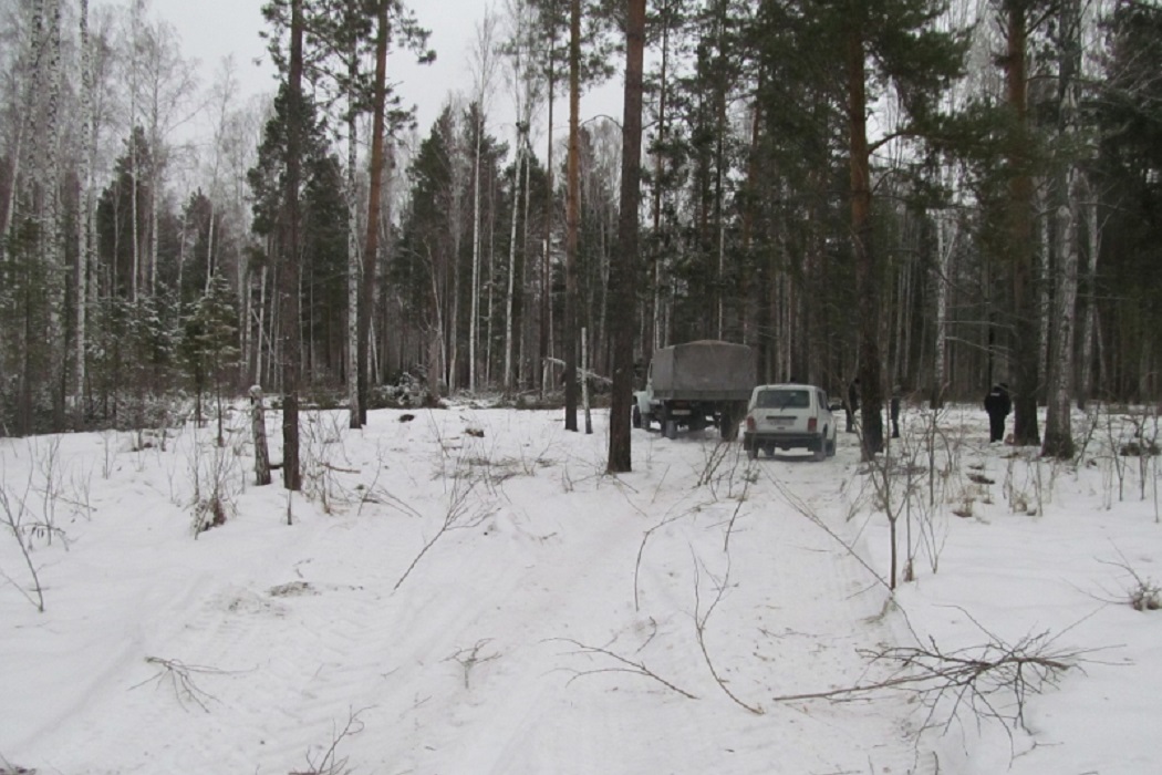 За два дня тюменец незаконно вырубил леса на 1,5 млн рублей
