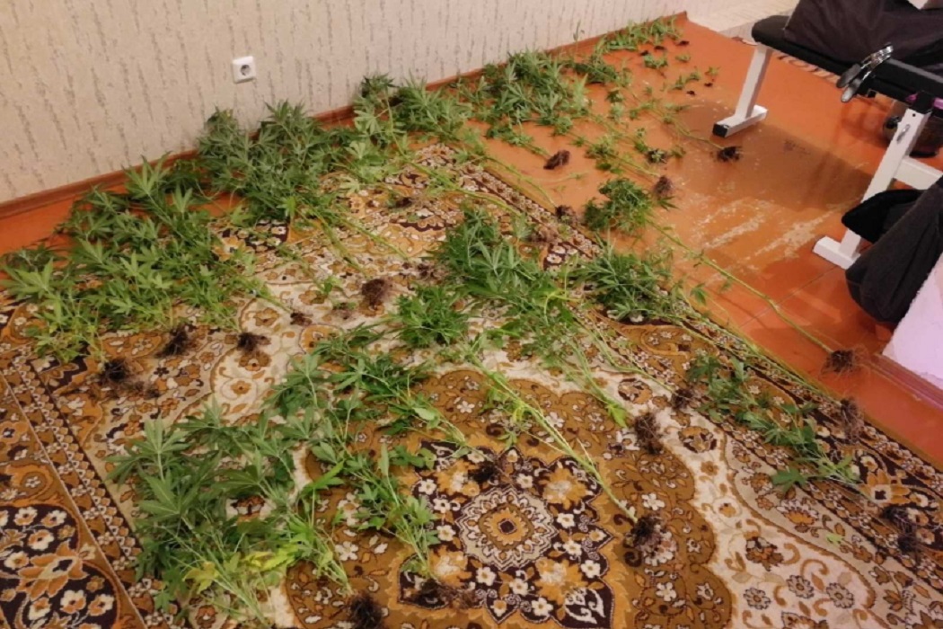 Житель Югорска выращивал в квартире более 30 кустов конопли