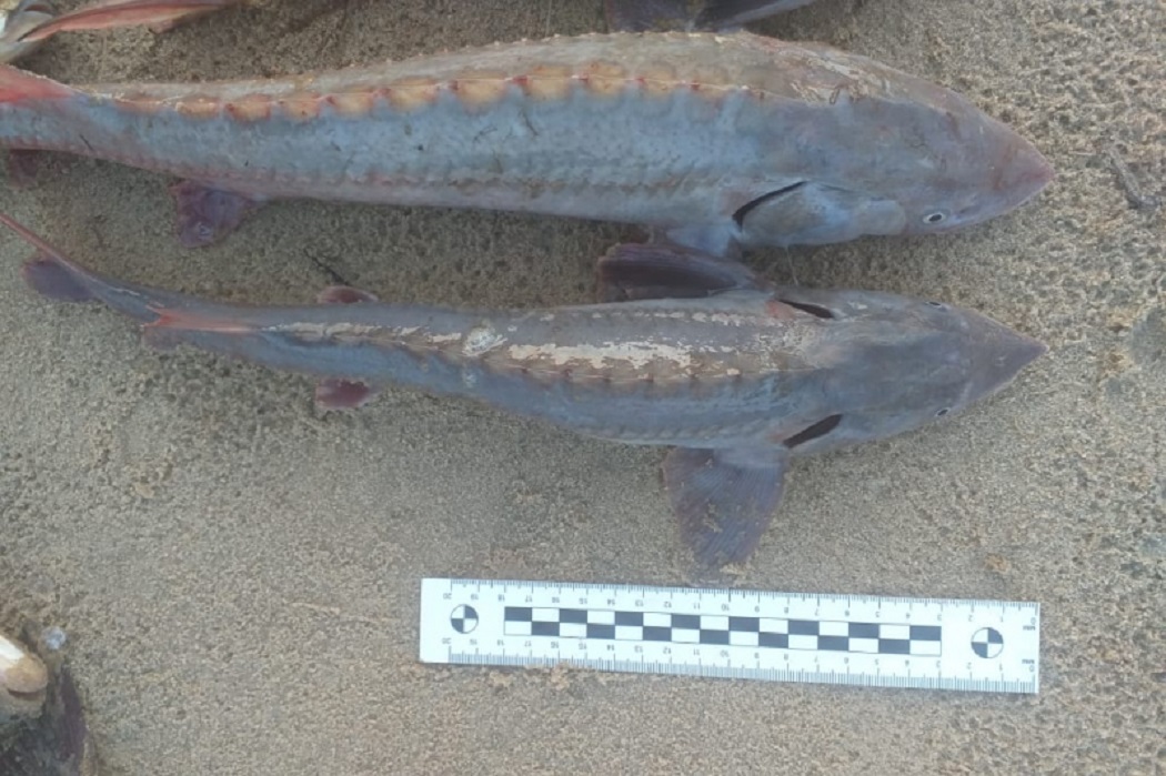 Двум браконьерам из Лангепаса грозит срок за вылов ценной рыбы