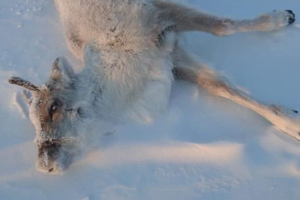На Ямале тундровики бьют тревогу из-за массовой гибели оленей