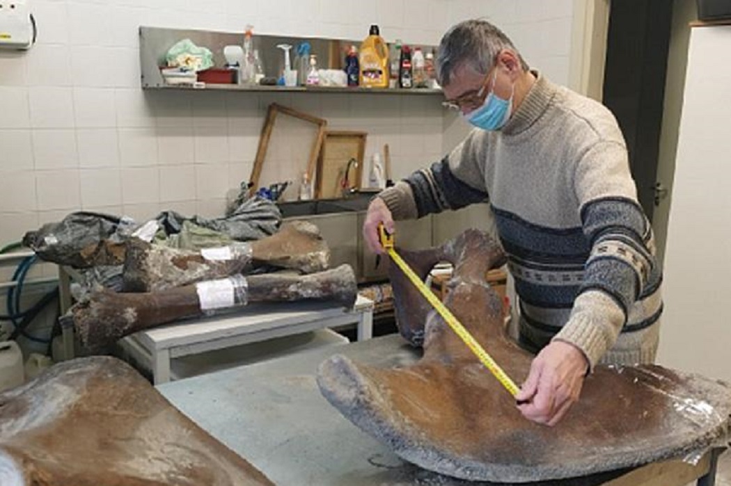 останки мамонта, найденные в районе Сеяхи, изучат в столичных лабораториях 1