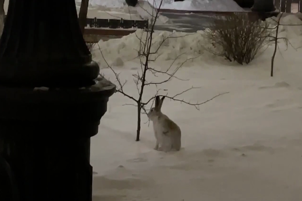 заяц в Челябинске