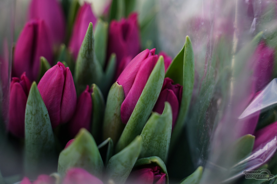 8 марта цветы тюльпаны