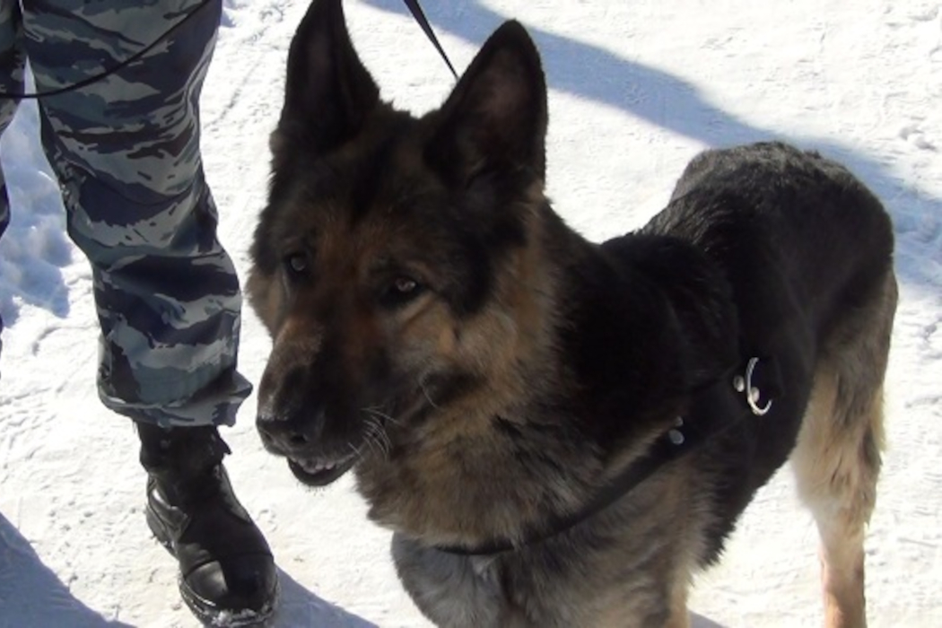 В Снежинске полицейская собака Глория нашла украденные квадроциклы