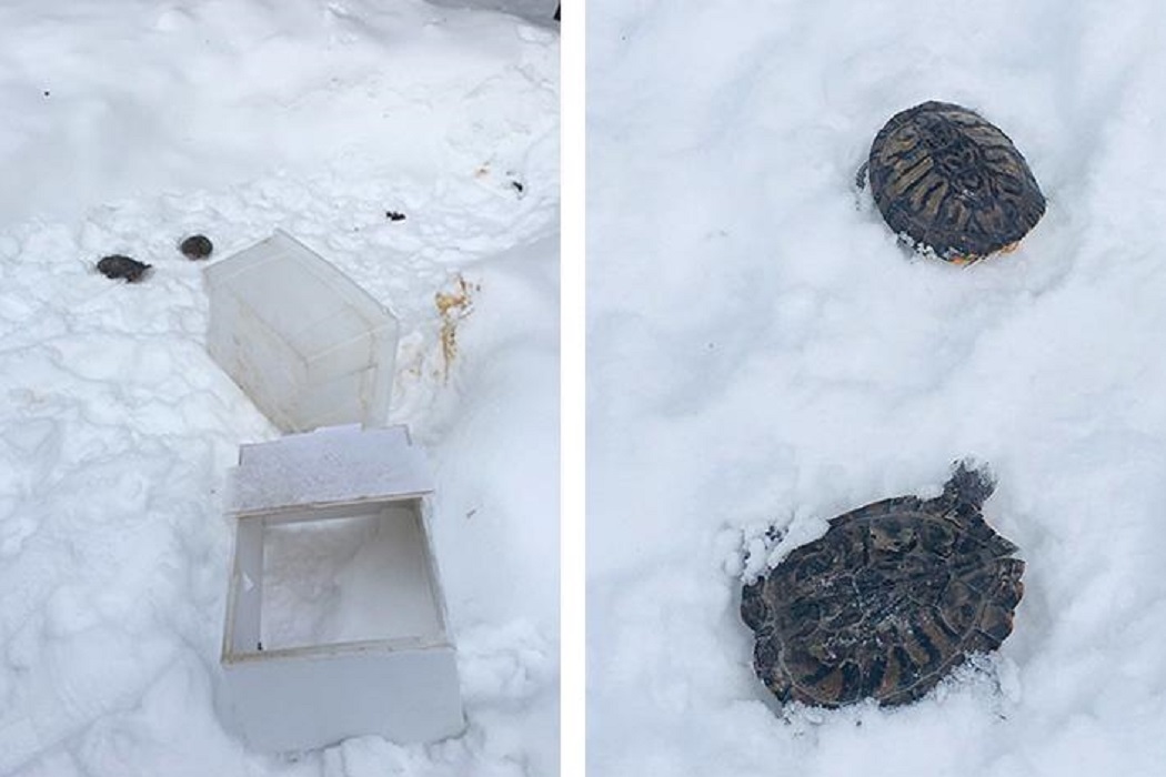 В Ноябрьске в лесу нашли мертвых домашних черепах