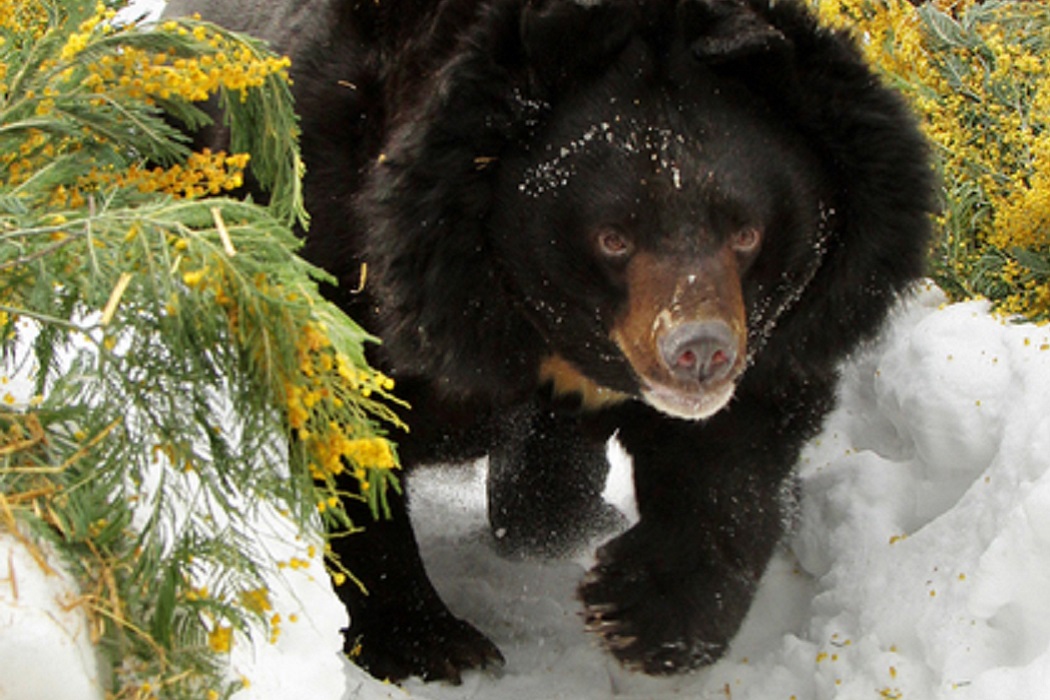 В Екатеринбургском зоопарке вышли из спячки медведи