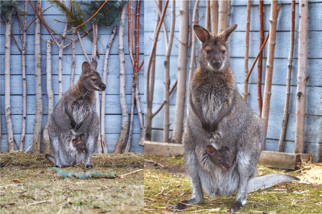 В Челябинском зоопарке сразу 2 самки кенгуру впервые показали детёнышей