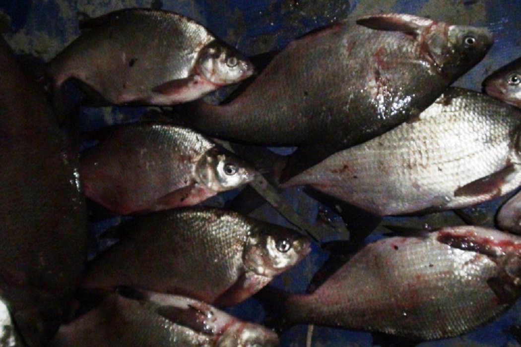 В Тюмени осудят браконьера за незаконный вылов рыбы