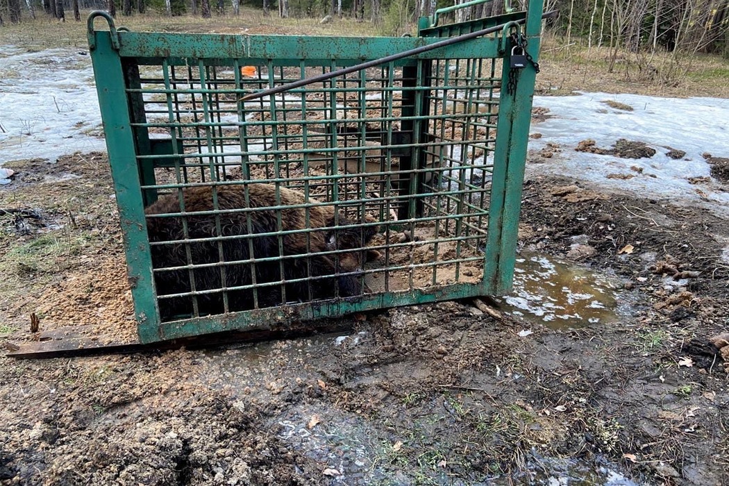 Минэкологии проверит судьбу пропавшего и измученного медведя из Уфимки