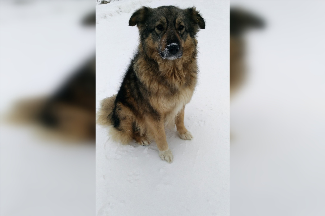 Спасённой детьми собаке, с дрейфующей льдины, ищут дом на Южном Урале
