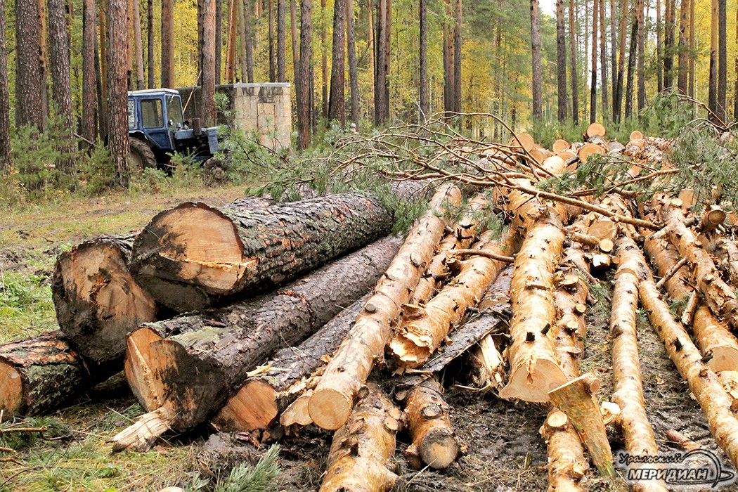 Ишимцу грозит срок за незаконную вырубку леса на 2,8 млн рублей