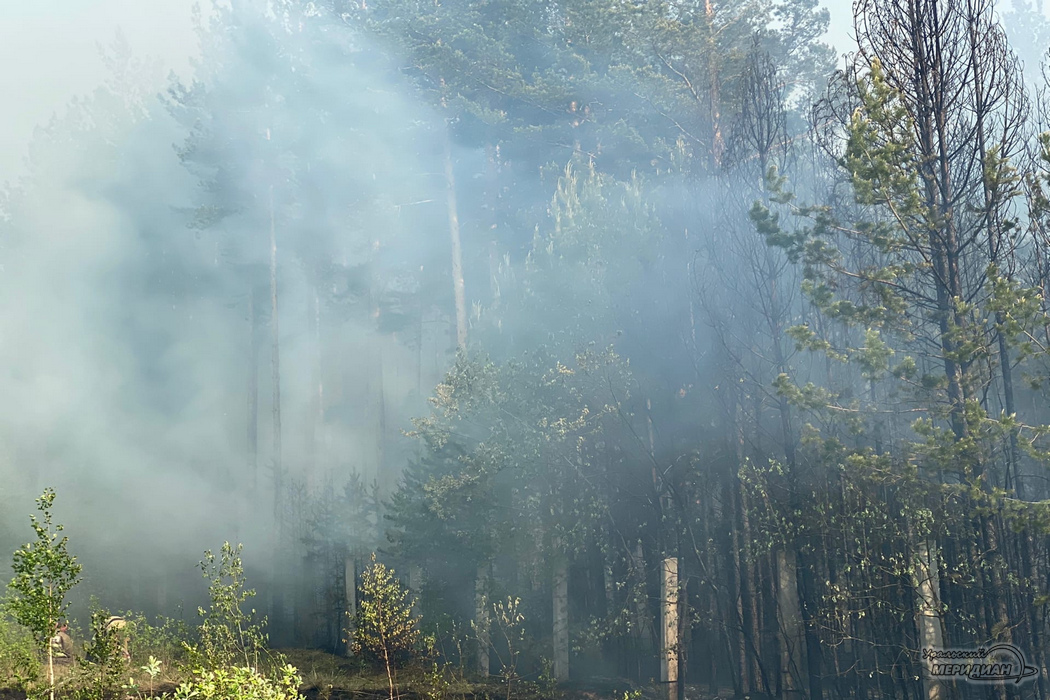 Леной пожар дым деревья