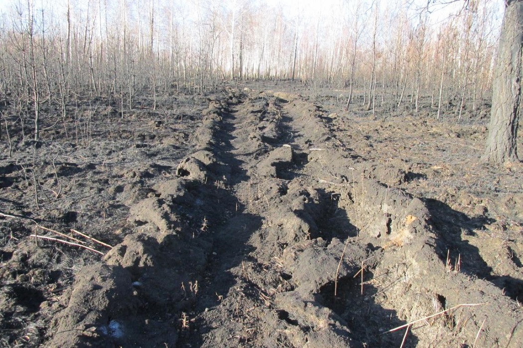 В Тюменской области осудили грибника, устроившего два лесных пожара