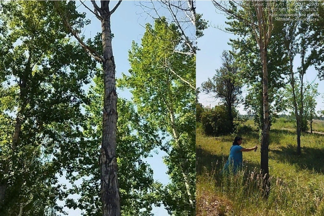18 сухих деревьев в Челябинске снесут на Бродокалмакском тракте