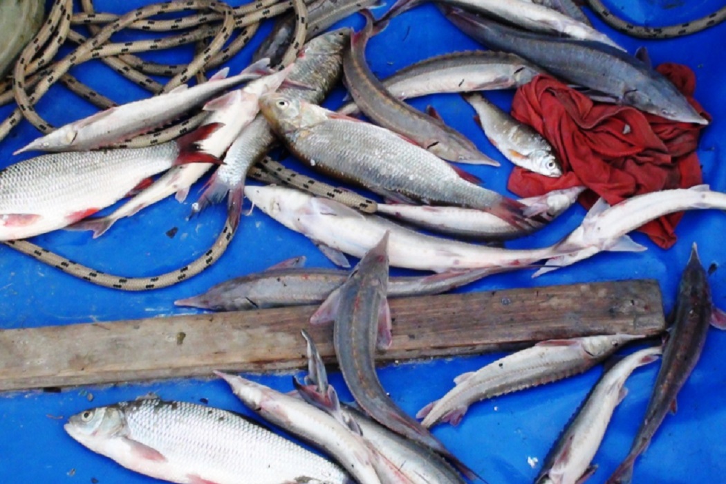 В Тюмени возбуждено два уголовных дела в отношении рыбного браконьера